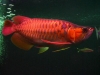Qaulity-Arowana-Fishes-and-many-other-s-ready-for-sale