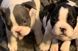 male-and-female-french-bulldog