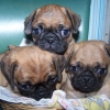 Registered-french-bulldog-puppies